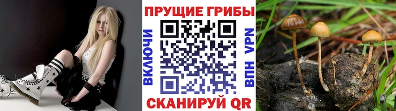 Галлюциногенные грибы Cubensis  Камышлов 